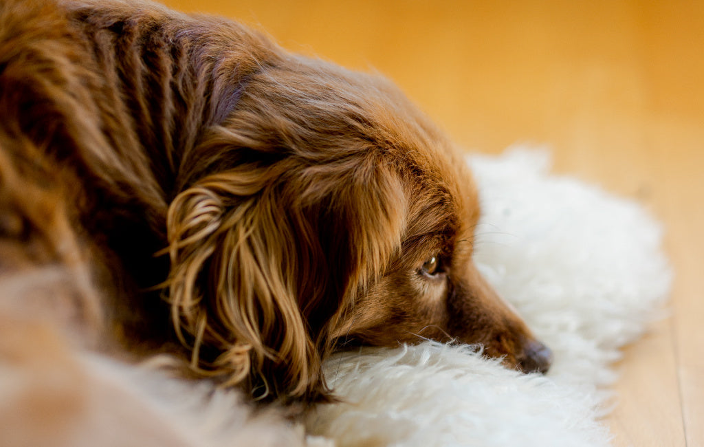bram hond